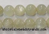 CMS314 15.5 inches 12mm round natural moonstone beads wholesale