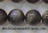 CMS861 15.5 inches 12mm round A grade natural black moonstone beads